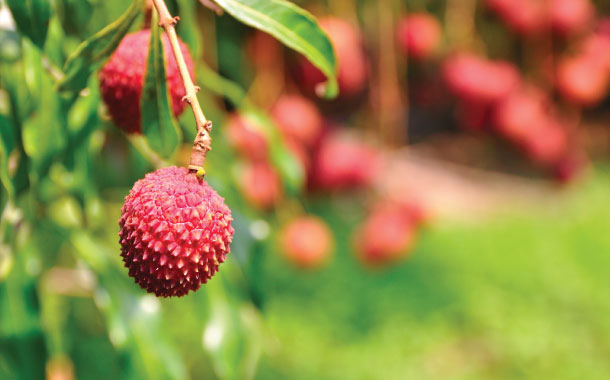 Lychee Garden, Muzaffarpur, Bihar Bihar