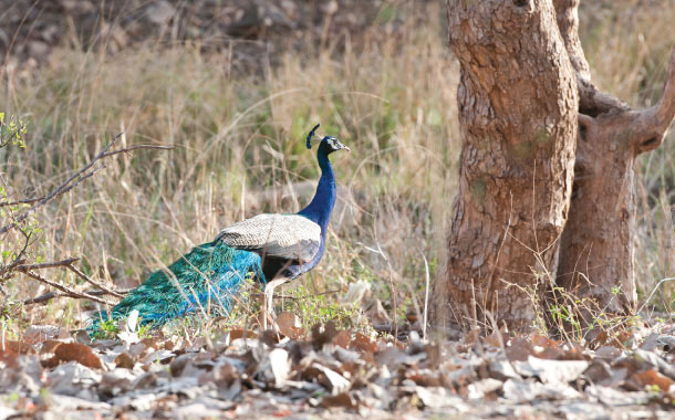 Ranthambore safari holidays in India