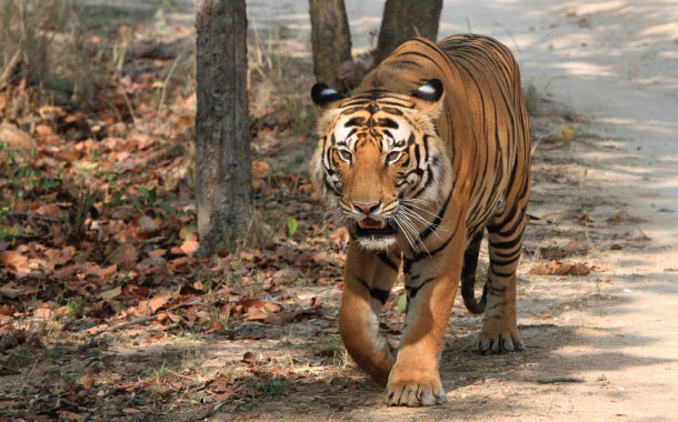 Bandhavgarh National Park, Madhya Pradesh safari holidays in India