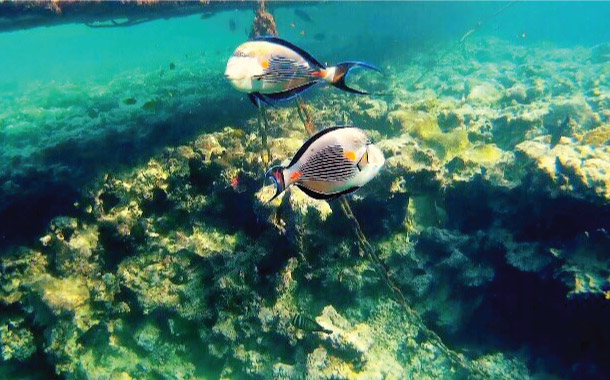 Marine life in egypt