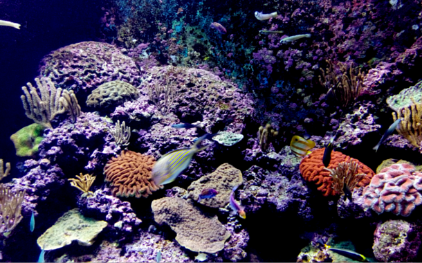 Corals at the SEA aquarium, Singapore Secrets Behind The Blue