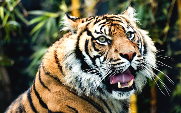 International Tiger Day, 29th July Tiger day