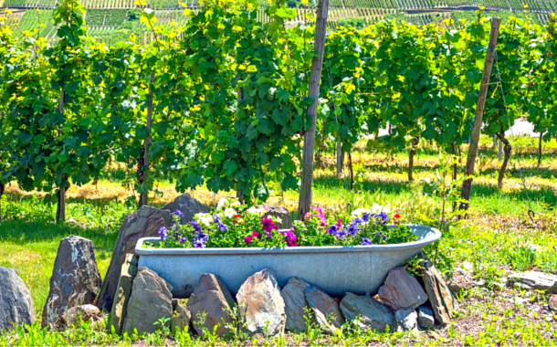 Mosell Valley, Germany 8 Places Every Wine Lover Needs To Visit
